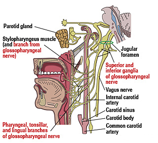 glossofhrygeal.jpg